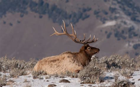 wyoming hunting license draw results.